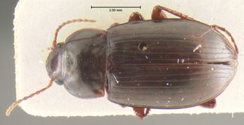 Media type: image;   Entomology 31227 Aspect: habitus dorsal view